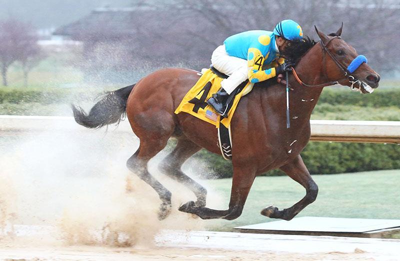 american_pharoah_rebel_800x525_resized3-16-2015-13-13-22-86_resized2015-3-30-16-26-61